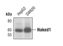 Naked1 Rabbit anti-Human, Clone: G.13.2, Invitrogen 100 &mu;L | Buy Online | Invitrogen | Fisher Scientific