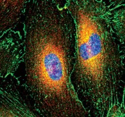 Invitrogen VASP Monoclonal Antibody (G.903.3) 100 &mu;L; Unconjugated:Antibodies,