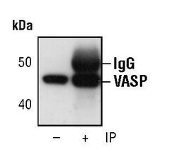 Invitrogen VASP Monoclonal Antibody (G.903.3) 100 &mu;L; Unconjugated:Antibodies,