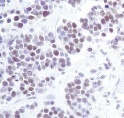 Invitrogen HP1 alpha Monoclonal Antibody (F.747.6) 100 &mu;L; Unconjugated:Antibodies,