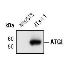Invitrogen ATGL Monoclonal Antibody (K.751.7) 100 &mu;L; Unconjugated:Antibodies,