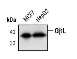 Invitrogen GBL Monoclonal Antibody (E.169.2) 100 &mu;L; Unconjugated:Antibodies,
