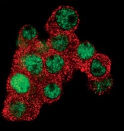 Invitrogen EGR1 Monoclonal Antibody (T.160.5) 100 &mu;L; Unconjugated:Antibodies,