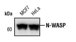 Invitrogen N-WASP Monoclonal Antibody (C.427.3) 100 &mu;L; Unconjugated:Antibodies,