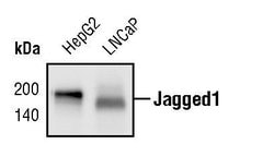 Invitrogen Jagged1 Monoclonal Antibody (J.841.5) 100 &mu;L; Unconjugated:Antikroppar