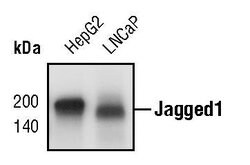Invitrogen Jagged1 Monoclonal Antibody (S.522.2) 100 &mu;L; Unconjugated:Antibodies,
