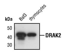 Invitrogen DRAK2 Monoclonal Antibody (E.959.6) 100 &mu;L; Unconjugated:Antibodies,