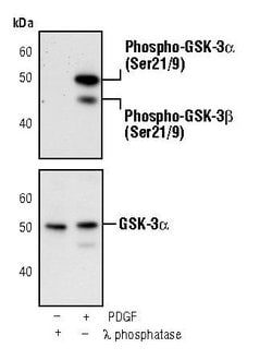 Invitrogen Phospho-GSK3 alpha/beta (Ser21, Ser9) Monoclonal Antibody (K.857.1)