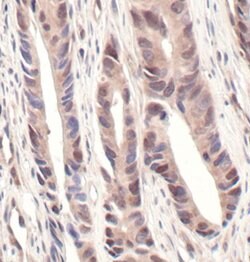 Invitrogen NEDD8 Monoclonal Antibody (B.226.2) 100 μL; Unconjugated:Antibodies,
