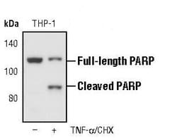 Invitrogen PARP1 Monoclonal Antibody (C.384.8) 100 &mu;L; Unconjugated:Antibodies,