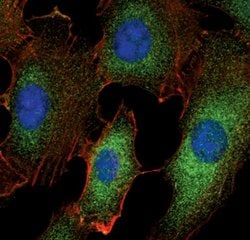 Invitrogen TRAF1 Monoclonal Antibody (K.915.10) 100 &mu;L; Unconjugated:Antibodies,