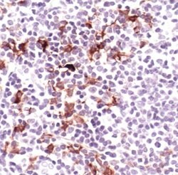 Invitrogen TRAF1 Monoclonal Antibody (K.915.10) 100 &mu;L; Unconjugated:Antibodies,