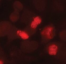 Caspase 8 (Cleaved Asp391) Rabbit anti-Human, Clone: S.147.8, Invitrogen 100 &mu;L | Buy Online | Invitrogen | Fisher Scientific