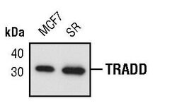 Invitrogen TRADD Monoclonal Antibody (T.661.2) 100 &mu;L | Buy Online | Invitrogen&trade; | Fisher Scientific