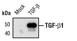 Invitrogen TGF beta-1 Monoclonal Antibody (F.888.7) 100 &mu;L; Unconjugated:Antibodies,