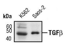 Invitrogen TGF beta-1 Monoclonal Antibody (F.888.7) 100 &mu;L; Unconjugated:Antibodies,