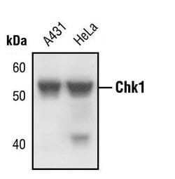 Invitrogen Chk1 Monoclonal Antibody (T.59.2) 100 &mu;L; Unconjugated:Antibodies,
