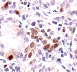 Invitrogen Phospho-STAT1 (Tyr701) Monoclonal Antibody (S.213.5) 100 &mu;L;