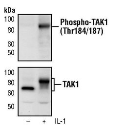 Invitrogen Phospho-TAK1 (Thr184, Thr187) Monoclonal Antibody (K.846.3)