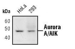 Invitrogen Aurora A Monoclonal Antibody (J.458.1) 100 &mu;L; Unconjugated:Antibodies,