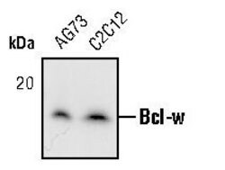 Invitrogen Bcl-W Monoclonal Antibody (F.584.7) 100 &mu;L; Unconjugated:Antibodies,