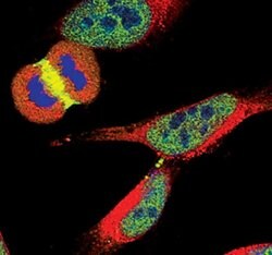 Invitrogen Survivin Monoclonal Antibody (J.33.5) 100 &mu;L; Unconjugated:Antibodies,