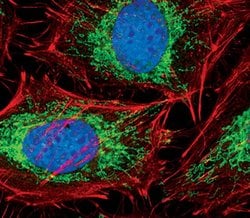 Invitrogen COX4 Monoclonal Antibody (K.473.4) 100 &mu;L; Unconjugated:Antibodies,