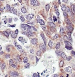 Invitrogen COX4 Monoclonal Antibody (K.473.4) 100 &mu;L; Unconjugated:Antibodies,