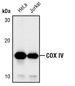 Invitrogen COX4 Monoclonal Antibody (K.473.4) 100 &mu;L; Unconjugated:Antibodies,