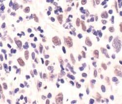 Invitrogen MRE11 Monoclonal Antibody (F.519.4) 100 &mu;L; Unconjugated:Antibodies,