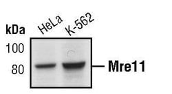 Invitrogen MRE11 Monoclonal Antibody (F.519.4) 100 &mu;L; Unconjugated:Antibodies,