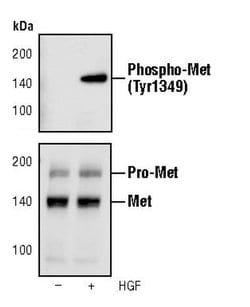 Invitrogen Phospho-c-Met (Tyr1349) Monoclonal Antibody (S.960.2) 100 &mu;L;