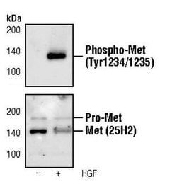 Invitrogen Phospho-c-Met (Tyr1234, Tyr1235) Monoclonal Antibody (G.941.2)