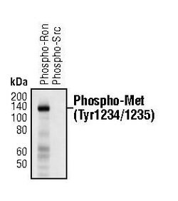 Invitrogen Phospho-c-Met (Tyr1234, Tyr1235) Monoclonal Antibody (G.941.2)