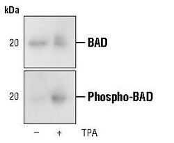 Invitrogen Phospho-BAD (Ser112) Monoclonal Antibody (G.445.9) 100 &mu;L;