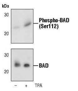 Invitrogen Phospho-BAD (Ser112) Monoclonal Antibody (G.445.9) 100 &mu;L;