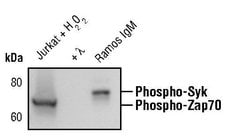 Invitrogen Phospho-ZAP70/Syk (Tyr319, Tyr352) Monoclonal Antibody (R.658.6)