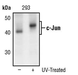 Invitrogen c-Jun Monoclonal Antibody (T.731.6) 100 &mu;L; Unconjugated:Antibodies,