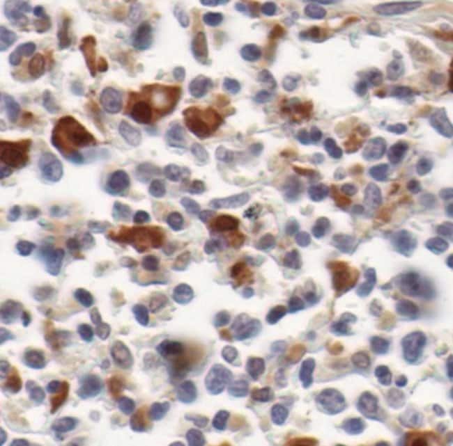 STAT1 Monoclonal Antibody (C.156.9), Invitrogen™ 100 μL; Unconjugated ...