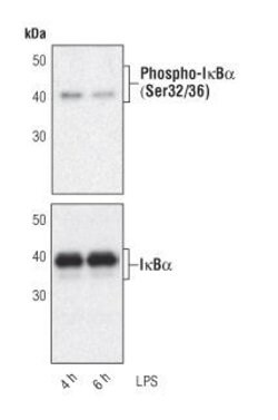Invitrogen IkB alpha Monoclonal Antibody (T.937.7) 100 &mu;L | Buy Online | Invitrogen&trade; | Fisher Scientific