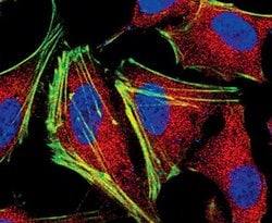 Invitrogen MEK1/MEK2 Monoclonal Antibody (J.653.9) 100 &mu;L; Unconjugated:Antibodies,