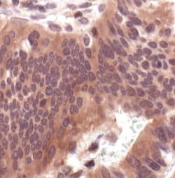 Invitrogen MEK1/MEK2 Monoclonal Antibody (J.653.9) 100 &mu;L; Unconjugated:Antibodies,