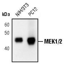 Invitrogen MEK1/MEK2 Monoclonal Antibody (J.653.9) 100 &mu;L; Unconjugated:Antibodies,