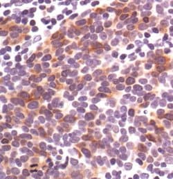 Invitrogen Phospho-Cdc25C (Ser216) Monoclonal Antibody (K.827.0) 100 &mu;L;