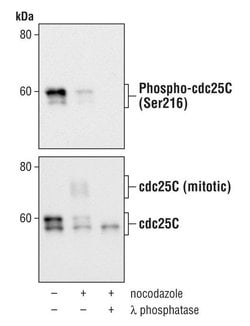 Invitrogen Phospho-Cdc25C (Ser216) Monoclonal Antibody (K.827.0) 100 &mu;L;