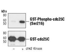 Invitrogen Phospho-Cdc25C (Ser216) Monoclonal Antibody (K.827.0) 100 &mu;L;