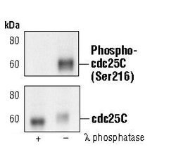 Invitrogen Phospho-Cdc25C (Ser216) Monoclonal Antibody (K.827.0) 100 &mu;L;