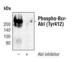 Invitrogen Phospho-c-Abl (Tyr412) Monoclonal Antibody (G.304.9) 100 &mu;L | Buy Online | Invitrogen&trade; | Fisher Scientific
