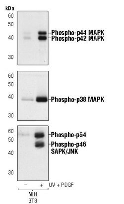Invitrogen Phospho-JNK1/JNK2 (Thr183, Tyr185) Monoclonal Antibody (R.532.8)