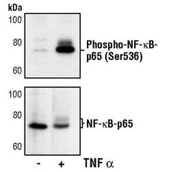 Invitrogen Phospho-NFkB p65 (Ser536) Monoclonal Antibody (E.949.5) 100 &mu;L | Buy Online | Invitrogen&trade; | Fisher Scientific
